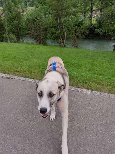 Tierschutzhunde suchen ein Zuhause-Beitrag-Bild