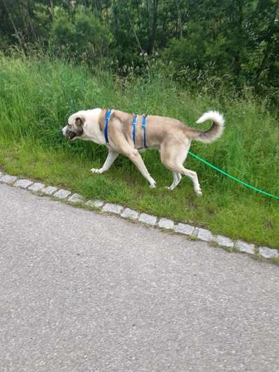 Tierschutzhunde suchen ein Zuhause-Beitrag-Bild