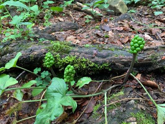 Giftköder-Giftige Pflanze Aronstab am Waldweg-Bild