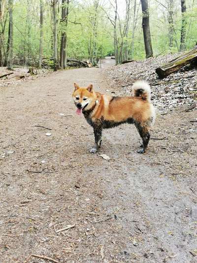 Hundetreffen-Gemeinsame hunderunde in zehlendorf und Umgebung gesucht-Bild