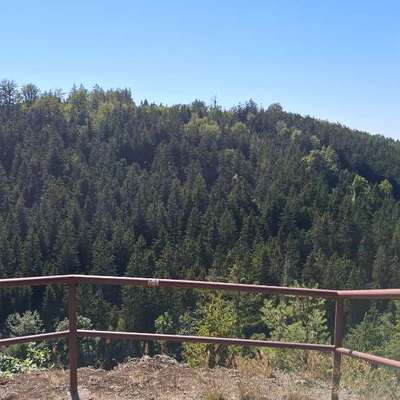 Hundetreffen-Social Walk im Tharandter Wald-Bild