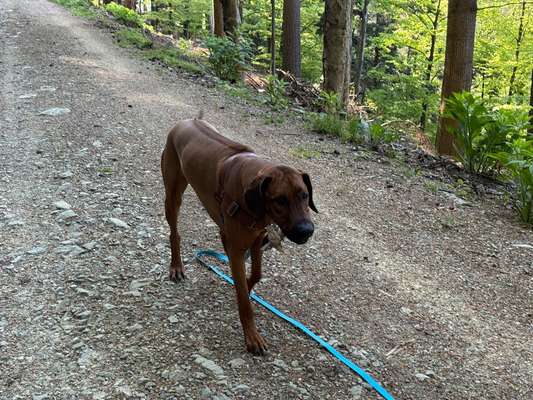 Hundetreffen-Suchen Spielgefährten-Bild