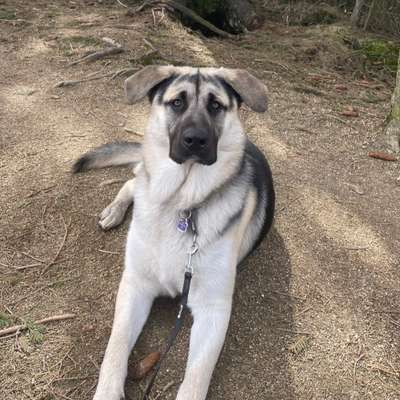 Hundetreffen-Junghunde-Treffen ☺️-Bild