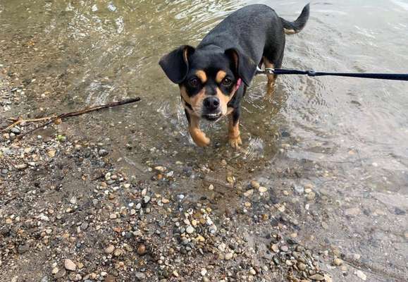 Dogorama-Monats-Challenge-Mai "Wasser"-Beitrag-Bild