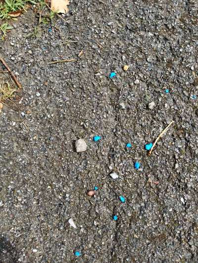 Giftköder-Blaue Brocken Kleingartenanlage Riemke-Bild