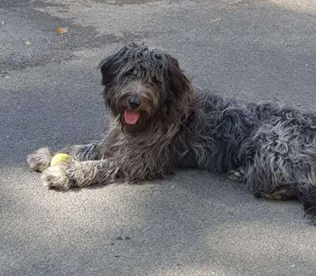 Tierschutzhunde suchen ein Zuhause-Beitrag-Bild
