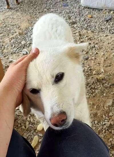 Tierschutzhunde suchen ein Zuhause-Beitrag-Bild