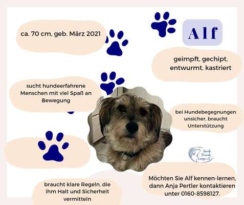 Tierschutzhunde suchen ein Zuhause-Beitrag-Bild