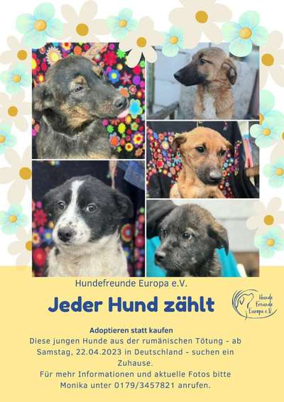 Tierschutzhunde suchen ein Zuhause-Beitrag-Bild
