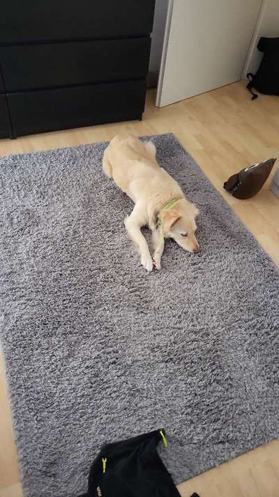 TierschutzhundeStammtisch🐕-Beitrag-Bild