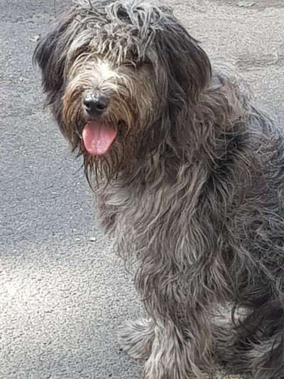 Tierschutzhunde suchen ein Zuhause-Beitrag-Bild