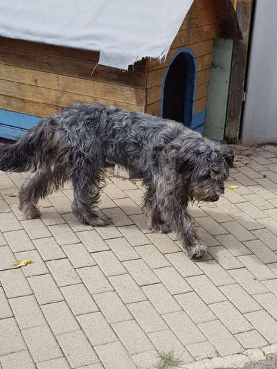 Tierschutzhunde suchen ein Zuhause-Beitrag-Bild