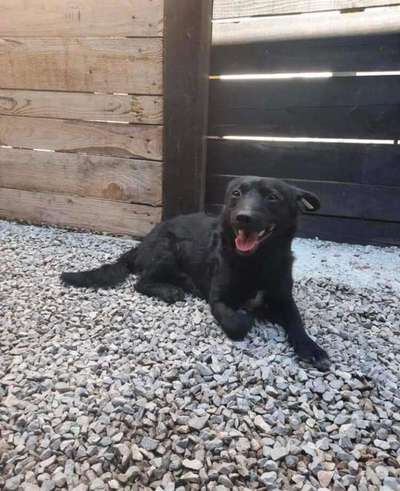 Tierschutzhunde suchen ein Zuhause-Beitrag-Bild