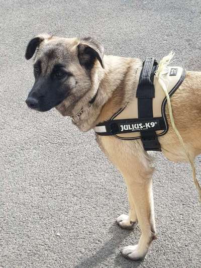 Tierschutzhunde suchen ein Zuhause-Beitrag-Bild