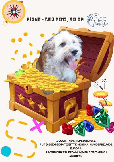 Tierschutzhunde suchen ein Zuhause-Beitrag-Bild