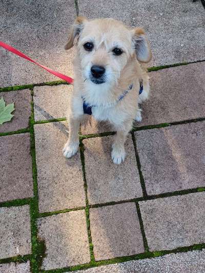 Tierschutzhunde suchen ein Zuhause-Beitrag-Bild