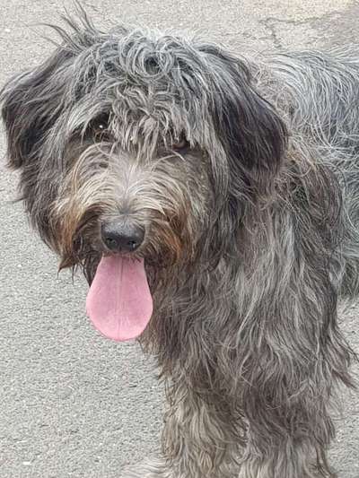 Tierschutzhunde suchen ein Zuhause-Beitrag-Bild