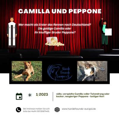 Tierschutzhunde suchen ein Zuhause-Beitrag-Bild