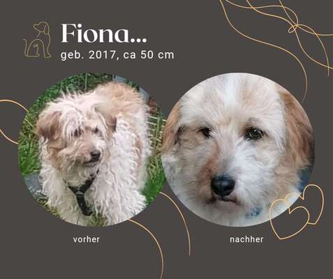 Tierschutzhunde suchen ein Zuhause-Beitrag-Bild