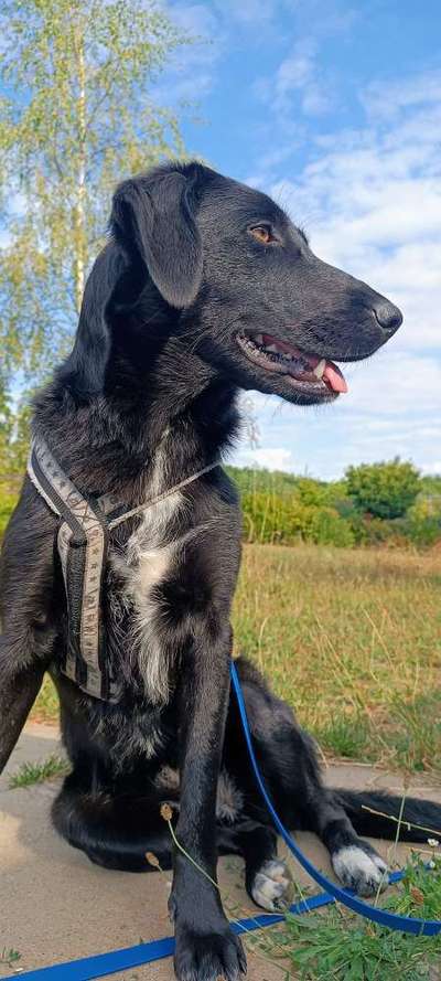 Tierschutzhunde suchen ein Zuhause-Beitrag-Bild