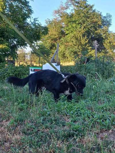 Tierschutzhunde suchen ein Zuhause-Beitrag-Bild