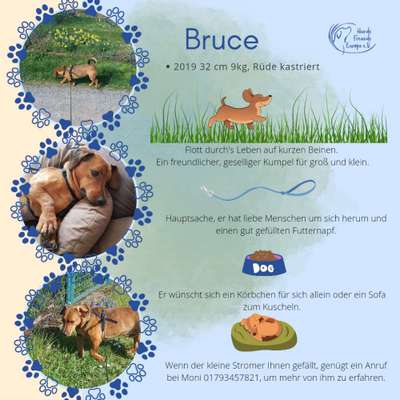 Tierschutzhunde suchen ein Zuhause-Beitrag-Bild