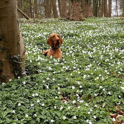 Die Dogorama Monats Challenge "Es grünt und blüht"-Beitrag-Bild