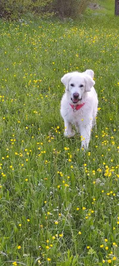 Die Dogorama Monats Challenge "Es grünt und blüht"-Beitrag-Bild