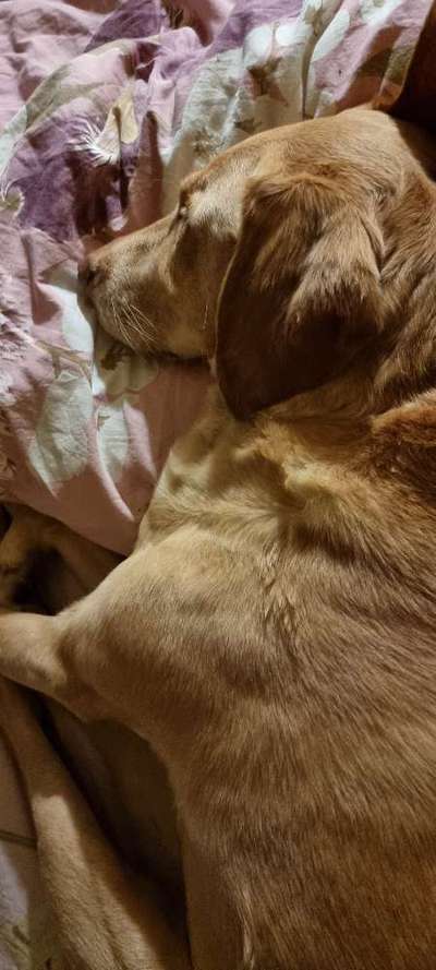 Darf der Hund bei Euch im Bett schlafen?-Beitrag-Bild