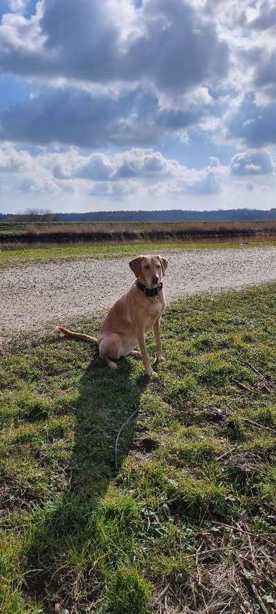 Mischlinge raten - Rätselspaß-Beitrag-Bild