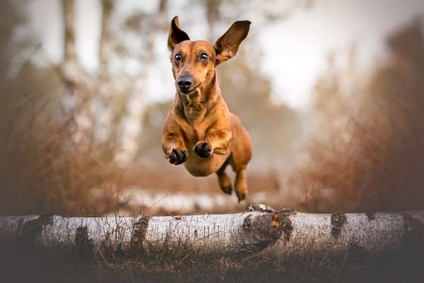 Hundetreffen-Treffen in Münster-Bild