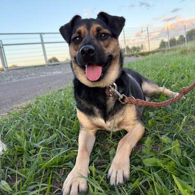 Hundetreffen-Gemeinsames spazieren gehen/ Training-Bild