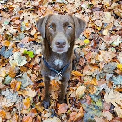 Hundetreffen-Spazierpartner Gerresheim / Grafenberger Wald-Bild