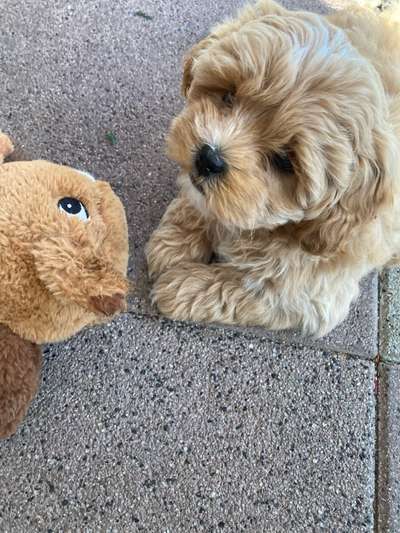 Welpen Bilder !-Beitrag-Bild