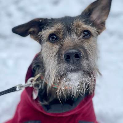 Hundetreffen-Hundegruppe zum Gassigehen-Bild