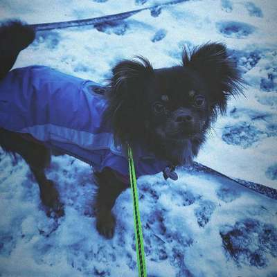 Dogorama Photo Challenge - Es wird nochmal kalt!-Beitrag-Bild