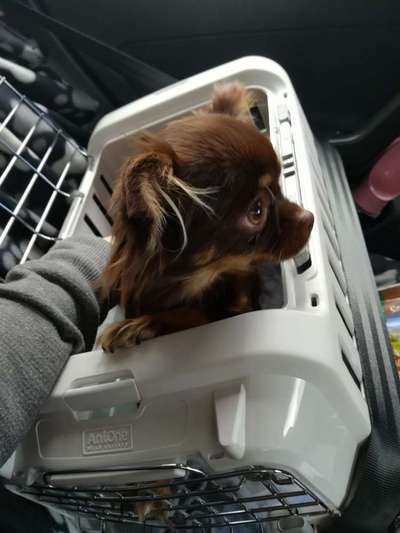 Die Dogorama Wochen Challenge-Beitrag-Bild