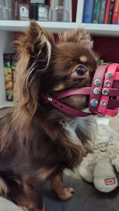 Maulkorb rauf - Vorurteile runter-Beitrag-Bild