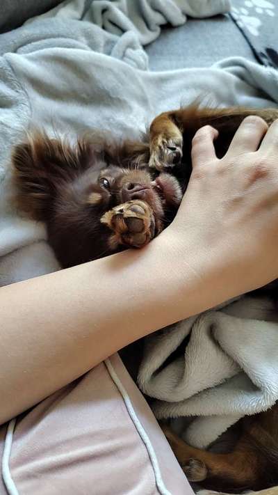 Fotowettbewerb ,,mein gruseliger Hund"-Beitrag-Bild