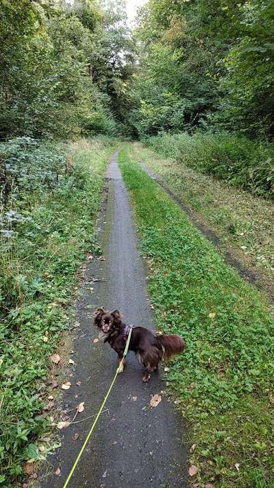 Foto -Challenge  Thema : Dein Hund Im Wald-Beitrag-Bild