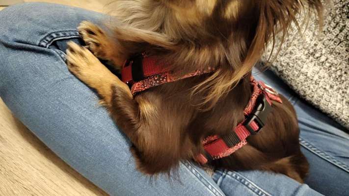 Wie sitzt mein Geschirr?-Beitrag-Bild