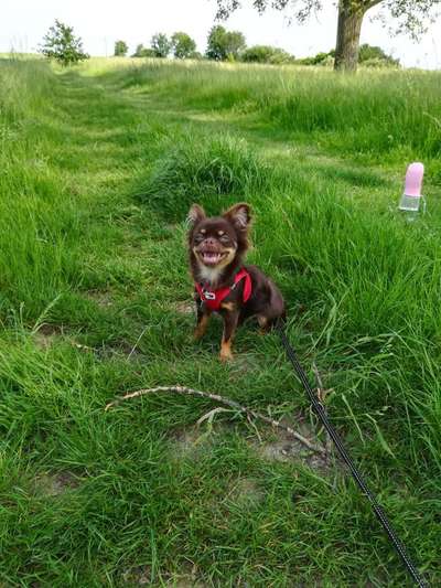 Dogorama Photo Challenge - Einmal lächeln bitte-Beitrag-Bild