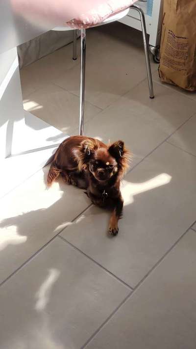 Wo sind die Chihuahua Besitzer ?-Beitrag-Bild