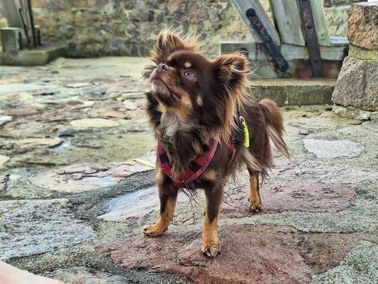 Hundetreffen-Social Walk mit eventuellem Freilauf-Bild