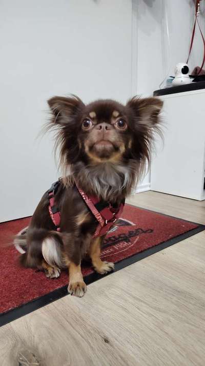 Wie sitzt mein Geschirr?-Beitrag-Bild