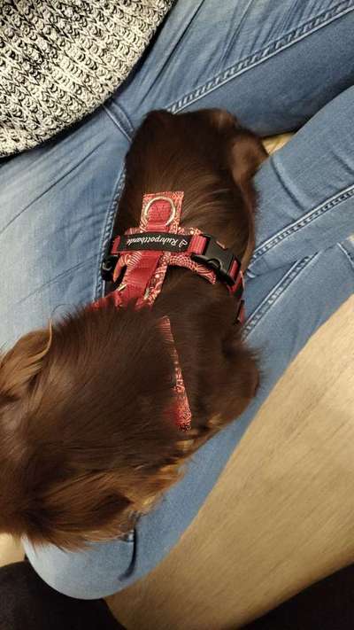 Wie sitzt mein Geschirr?-Beitrag-Bild