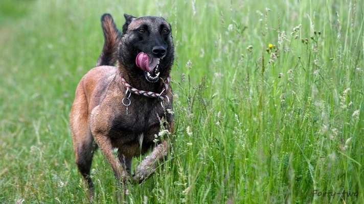 Die Dogorama Monats Challenge "Es grünt und blüht"-Beitrag-Bild