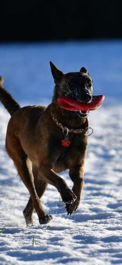 43. Fotochallenge-Zeigt mir eure Ball oder Frisbee verrueckten Hunde-Beitrag-Bild