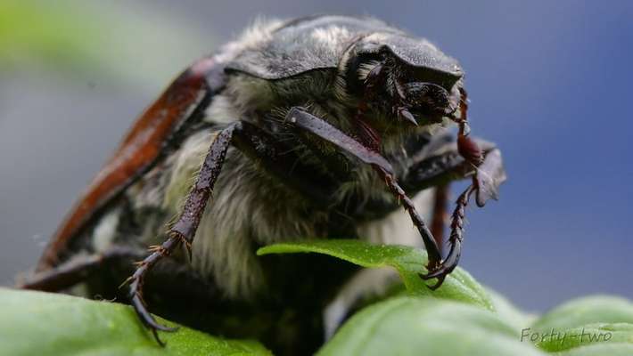 Die wunderschöne Welt mit Hund.-Beitrag-Bild