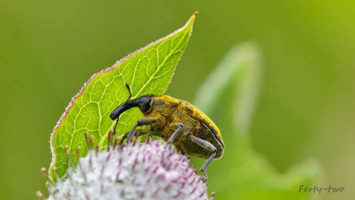Die wunderschöne Welt mit Hund.-Beitrag-Bild